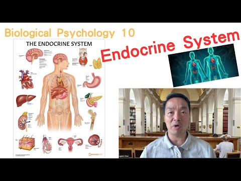 (Eng) Biological Psychology 10: Endocrine System #endocrinesystem #pituitarygland #thyroid #thymus