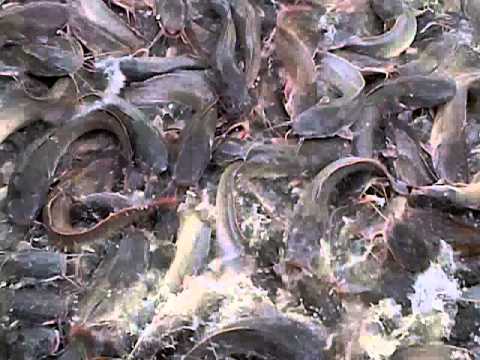 saltwater catfish farm set up and managed by myrtlesfarms