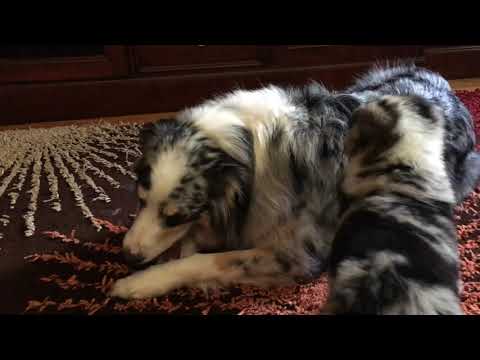 Australian Shepherd brothers