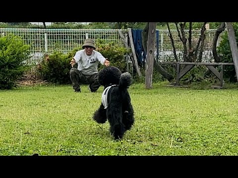 パパに呼ばれて駆け寄った犬の様子に大爆笑しましたw