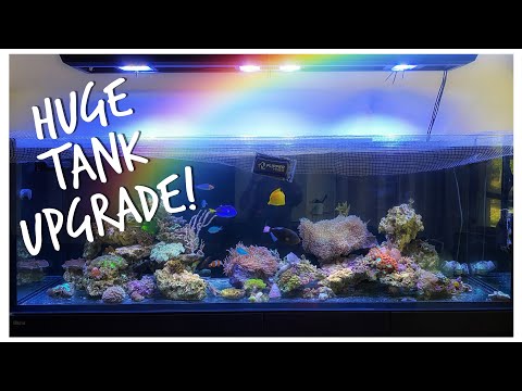 Tank Upgrade! Transferring Stock to Red Sea Reefer 3XL 900 | 240 gallon Mixed Reef