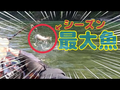 本流アメゴ(アマゴ)　今季最大！1cm更新！