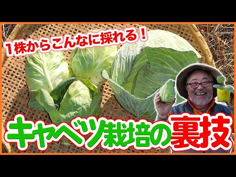 家庭菜園や農園のキャベツ栽培は1株からこんなに採れる！再生栽培や寒締めキャベツ！これから楽しむキャベツ栽培3つの方法をご紹介！【農園ライフ】