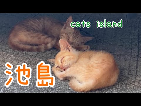 可愛い長いしっぽの猫と子猫Cute long-tailed cats and kittens【池島】【夏休み2024】【猫島巡り】