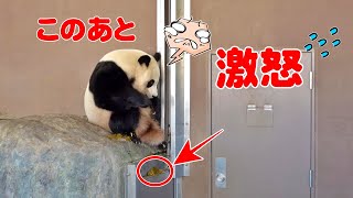 🐼楓浜まさかの大激怒⁉️の理由はコレ🤗飼育員さんの神対応に注目✨