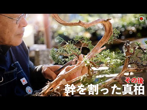 A true oak whose trunk was split into two two years ago [Bonsai Q]