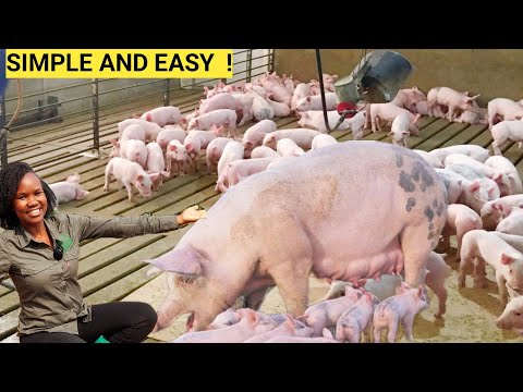 How Many PIGS To START FARM Business As A Beginner!| How we make the most money!(DETAILED)