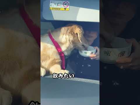 車の中で水を飲むよ#ゴールデンレトリバー仔犬 #ゴールデンレトリバーのいる生活 #大型犬