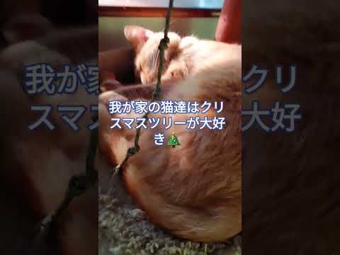 ハワイ島コナのクリスマス！我が家の猫達はクリスマスツリーが大好き！私は、、何故か、目が痒い #ハワイ島 #ハワイ #コナ