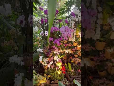 orchids in paris vlog day #aliceinparis #parisvlog #orchid