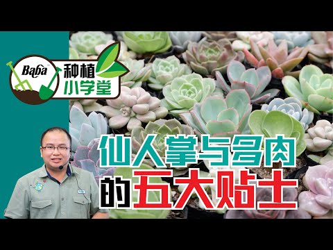 【Baba种植小学堂】新手必备！多肉植物与仙人掌的5大种植注意事项 x 花盆大小、种植土选择、浇水方式、施肥技巧、害虫防治 | 多肉种植方法 | 仙人掌种植方法