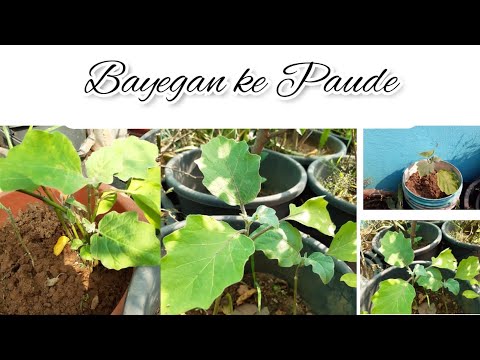 Bayegan (Brinjal) Ke Kuchh Poudhe Lagaya Hai. #karigardidi #subscribers  #vegetables #viralvideo