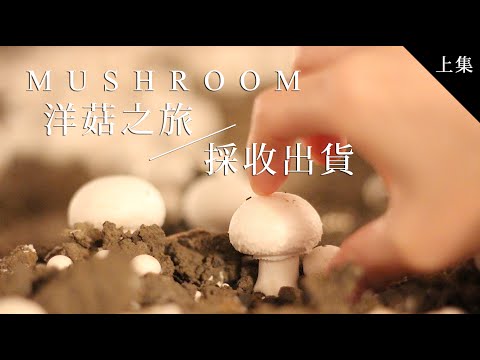 品樂菇【 洋菇之旅 】採收＆出貨過程 - 上集