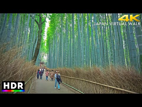 Kyoto Arashiyama Bamboo Forest Walk, Japan • 4K HDR