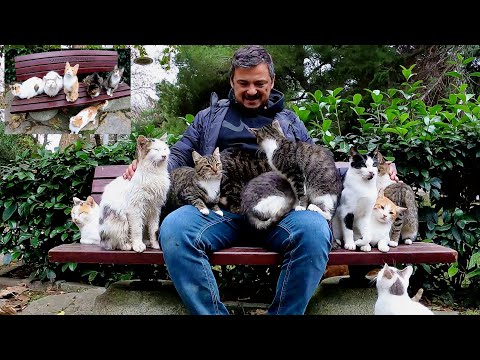 The Island of Purring Hearts: Feeding Hundreds of Street Cats with Love