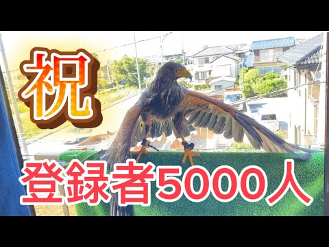 鷹との日常で5000人突破しました！！！