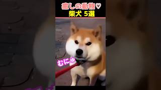 【癒しの柴犬】SNSでバズった動物かわいい犬動画５選！【Healing Shiba Inu】5 Cute Dog Videos That Went Viral on Social Media!