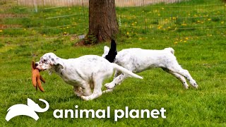 An English Setter Teaches Her Puppies How To Hunt Pheasants | Too Cute! | Animal Planet