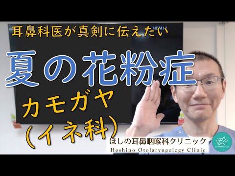 【夏の花粉症】夏にもイネ科の雑草、カモガヤがあります。花粉症はスギ・ヒノキだけではありません。耳鼻科医が真剣に伝えたいメッセージです。