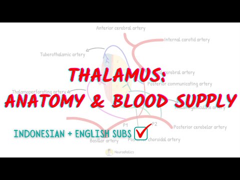 Thalamus blood supply and its Anatomy | Neuroaholics