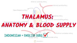 Thalamus blood supply and its Anatomy | Neuroaholics