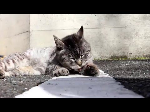 ネコのひろし　静岡県立大学