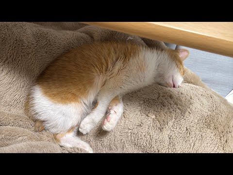 生後三ヶ月の子猫をつまみに酒を飲みます。