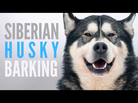 Siberian Husky Barking Sound Effect (SFX). Husky Bark on Full Volume