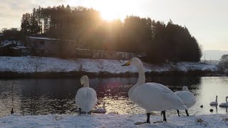 ２０２５年１月１日早朝  青森県八戸市 「すばらしい初日の出と白鳥コラボシーン」「今年初の美しすぎるくっきり見える航空機八戸上空通過シーン」