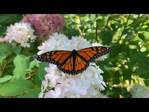 Butterflies and Transformation