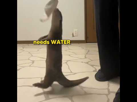 Otter Vs Towel