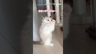 子猫の本気の構え｜PECO #ラグドール #子猫 #愛猫家 #子猫のいる生活 #ragdoll #kitten #catlover #kittenlife