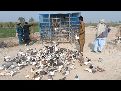 آج تو کبوتر باز نے کمال کر دیا۔۔ خان پور کی کبوتر بازی دیکھیں،#pigeon #pigeon