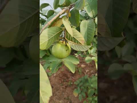 Guava tree in my village home #nature