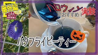 楽しい！科学実験！！番外編！？【ハロウィンにおすすめ実験☆バタフライピーティおいしいお茶の色実験】