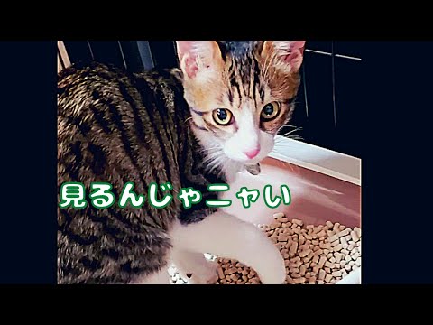 【初めてのトイレ】顔をそむけておっしこする子猫がかわいい