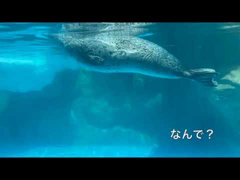 アザラシ　泳ぎ方