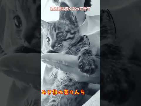 生後1ヶ月半な子猫　#サバトラ#babycat #ねこのいる暮らし #cute