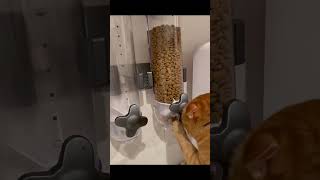 【天才猫】ご飯泥棒やっち #猫 #cat #short