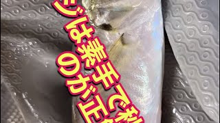 釣った小アジは秒でサバクのが正解 #釣り #アジ #さばき方