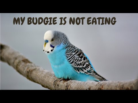 My Budgie Is Not Eating