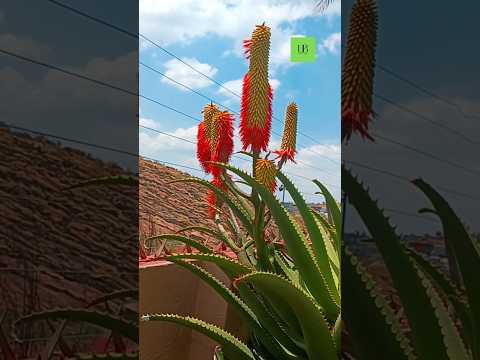 Blooming aloes #aloe #aloevera#blosso #clips #fypage#freedom#reels #shorts#free#life #Lifestyle#fyp