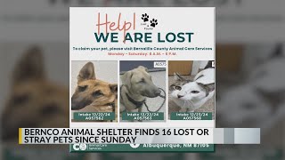 Bernalillo County animal shelter has found 16 lost or stray pets since Sunday