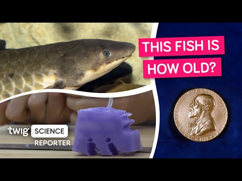 You'll Never Guess How Old This Fish Is!