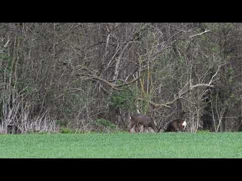 Roebucks, not long until 1st of April now but still in full velvet anyway