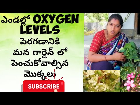 ఎండల్లో oxygen levels పెరగడానికి మన ఇంటి దగ్గర పెంచుకోవాల్సిన మొక్కలు/naliniravindraprasda