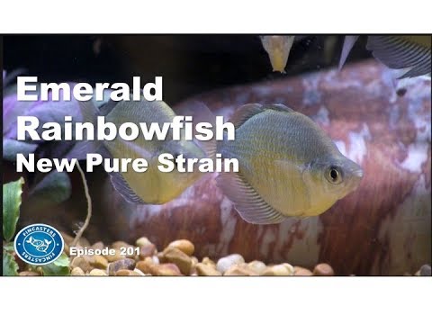 Emerald Rainbowfish (Glossolepis wanamensis) A new, pure strain! | Episode 201