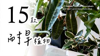 十五款耐旱好照顧的室內懶人植物！推薦給生活忙碌的您🌿15 Drought-Tolerant Plants that Don’t Need Water Very Often #室內植物