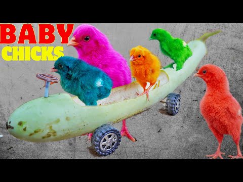 INEPT Video MURGI Chicks on BOTTLE GOURD CAR Swimming Pools Decolarization FRACAS | FishCutting