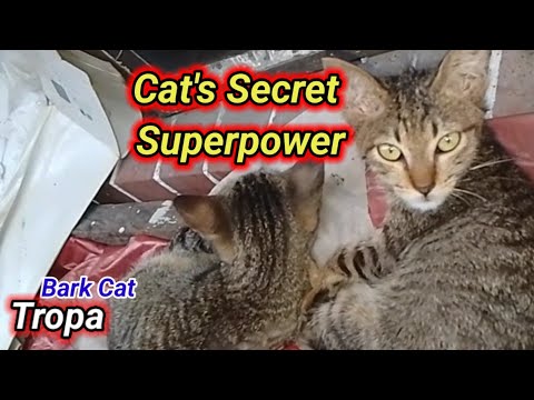 "Hearing Is Cat's Secret Superpower"